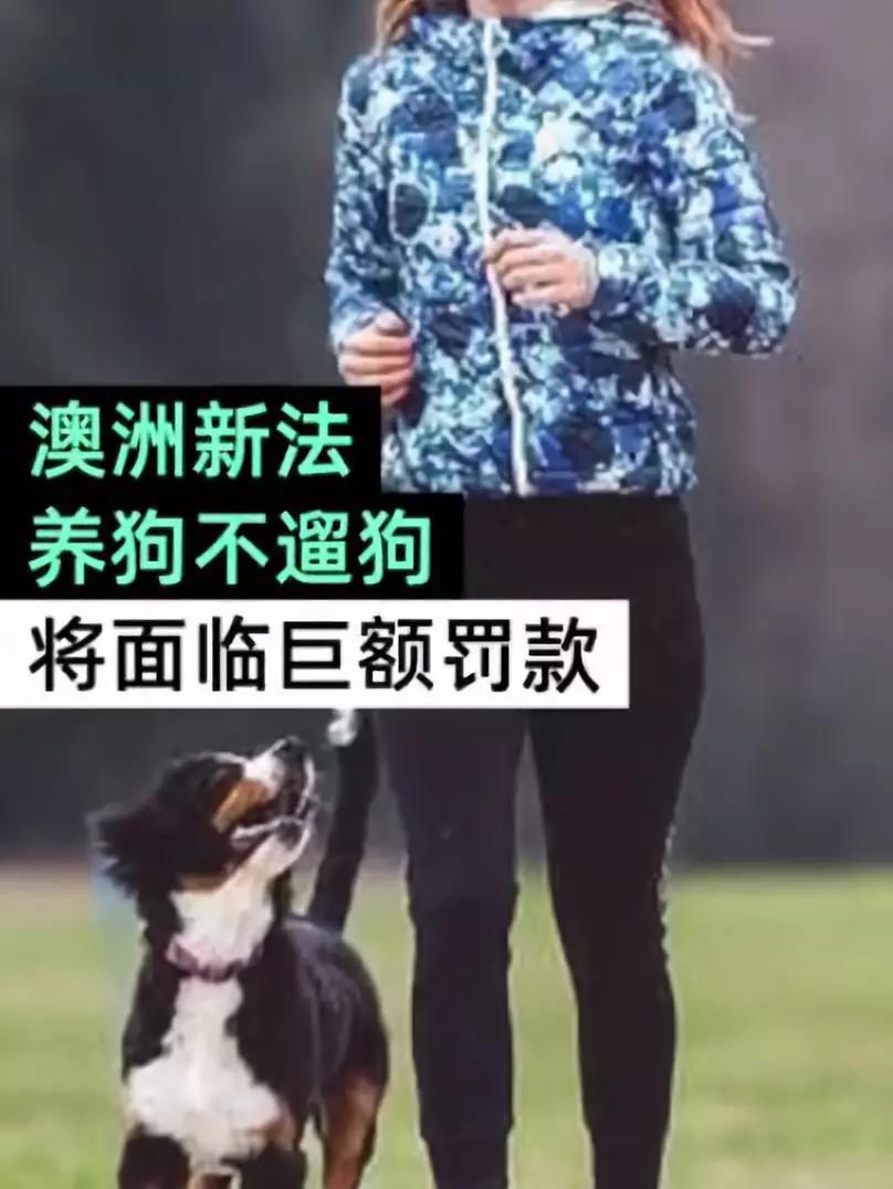 寵物牽引繩
